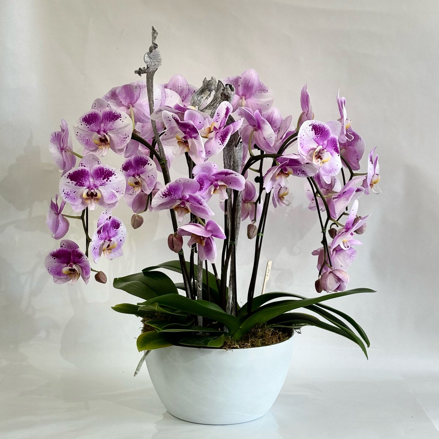 Modern Phalaenopsis Orchids
