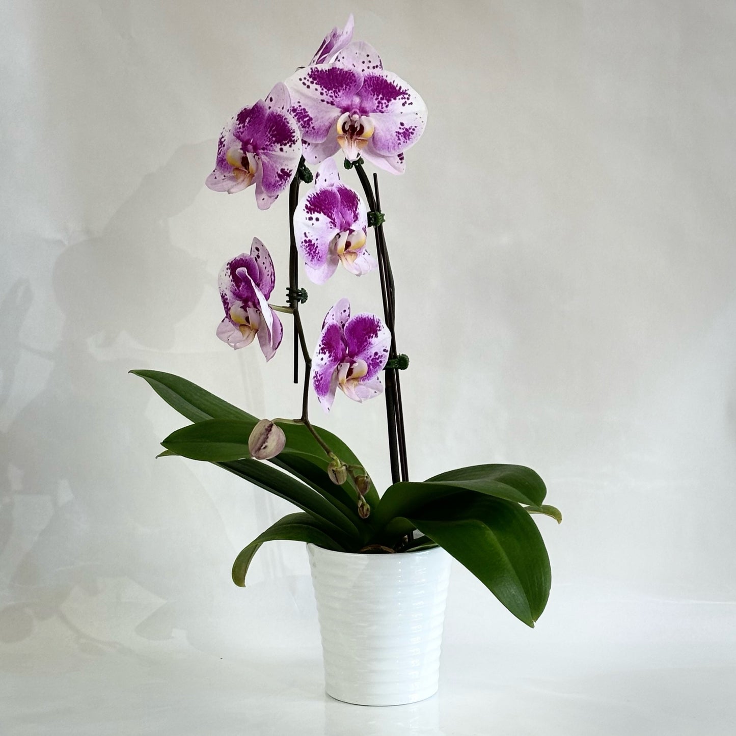 Modern Phalaenopsis Orchids