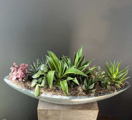 Large succulents arrangement
